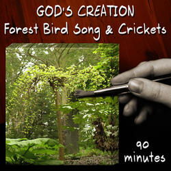 Forest Bird Song and Crickets (90 Minutes)
