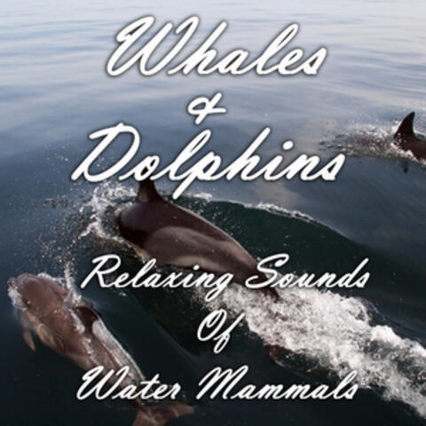Whales and Dolphins: Relaxing Sounds of Water Mammals