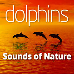 Dolphins Delight 1