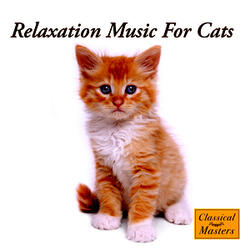 Cat Intelligence
