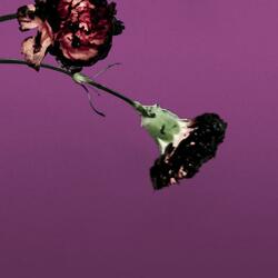 You & I (Nobody in the World)