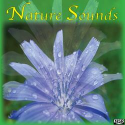 Thunderstorm Sounds - Calming, Relaxing Thunderstorm Sounds for Sleep and Relaxation