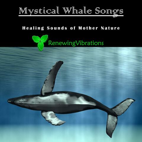 Mystical Whale Songs. Healing Sounds of Mother Nature. Great for Relaxation, Meditation, Sound Therapy and Sleep. - Single
