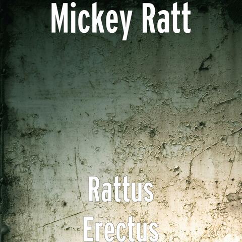 Rattus Erectus