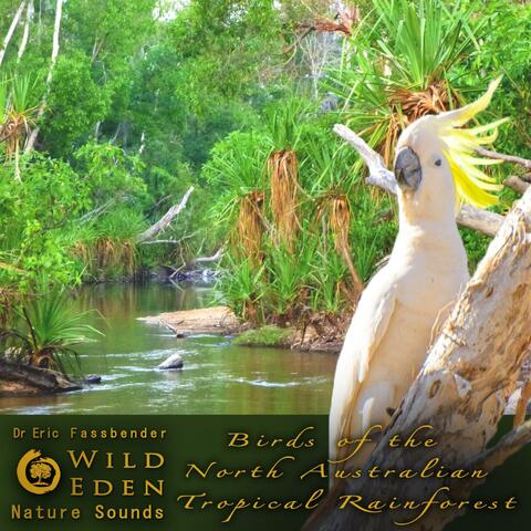 Birds of the North Australian Tropical Rainforest (feat. Dr Eric Fassbender)