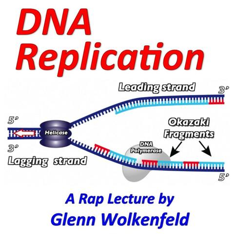 Dna Replication