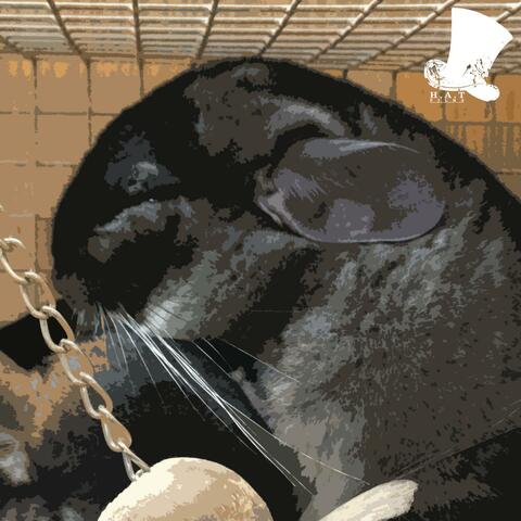 Chinchilla