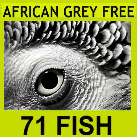 African Grey (Free Remix )