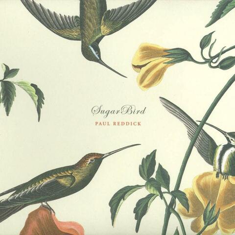 Sugarbird