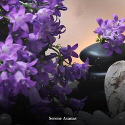 RainForest Meditation Song