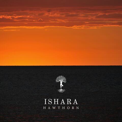 Hawthorn