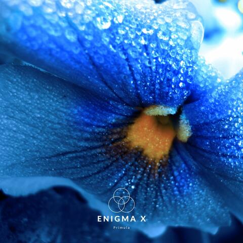 Primula