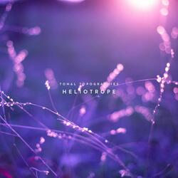 Heliotrope