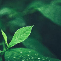 Green Noise Machine