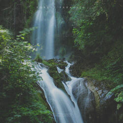 Forest Paradise