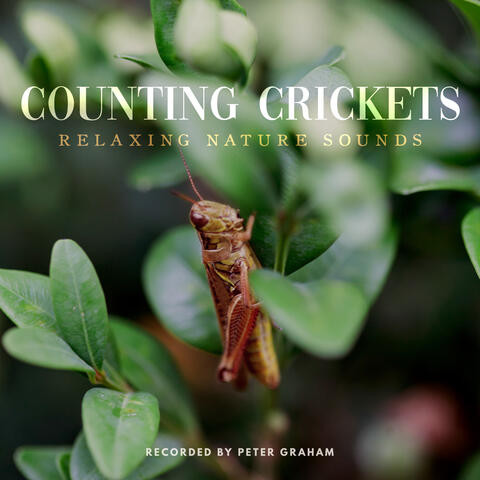 Counting Crickets
