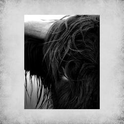 Minotaur