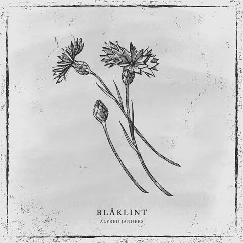 Blåklint
