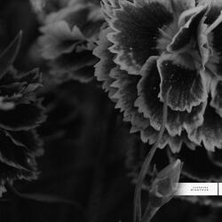 Dianthus