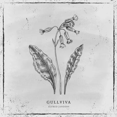 Gullviva
