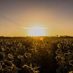 Tournesol
