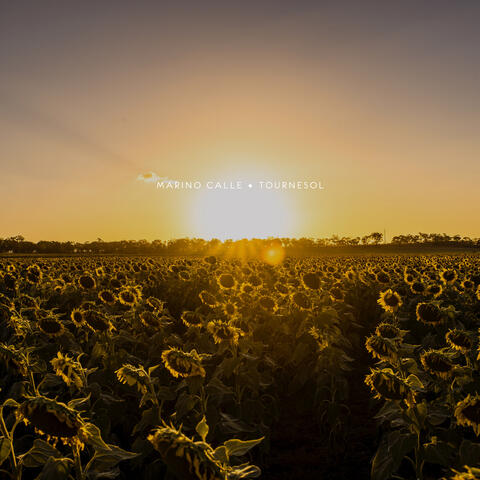 Tournesol