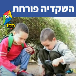 השקדיה פורחת