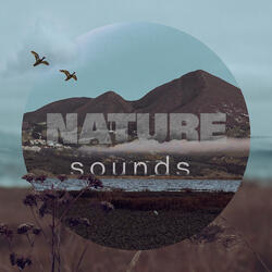 Wind Waving Trees And Birds Part 4