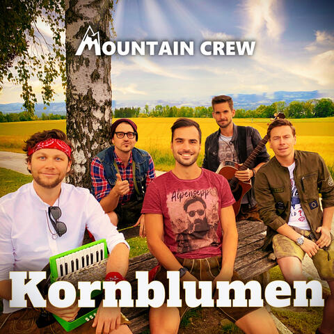 Kornblumen