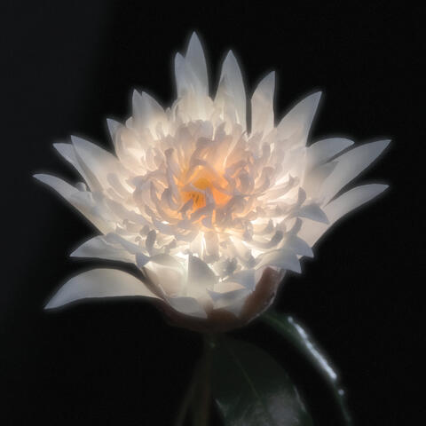 Time Is A Flower