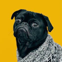 Dog (Oh My God A Dog)