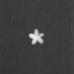 Sampaguita