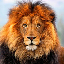I'm An Animal