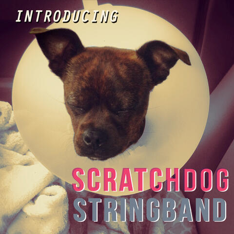 Introducing Scratchdog Stringband
