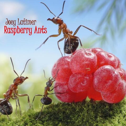 Raspberry Ants
