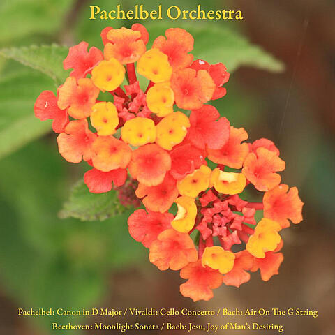 Pachelbel: Canon / Vivaldi: Cello Concerto / Bach: Air On The G String / Beethoven: Moonlight Sonata / Bach: Jesu, Joy of Man's Desiring / Mozart: Sonata Facile / Wedding March / Schubert: Ave Maria / Wagner: Bridal Chorus