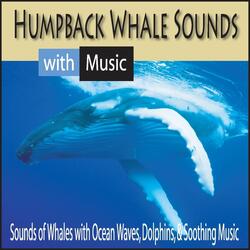 Whale & Dolphin Sounds (With Calming Piano)