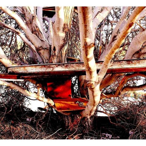 Tree House of Thorns