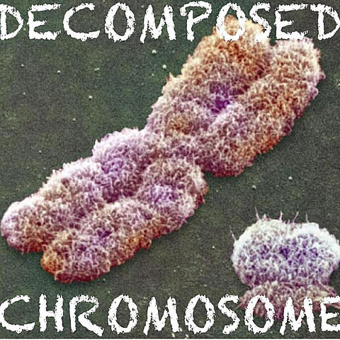 Decomposed Chromosome
