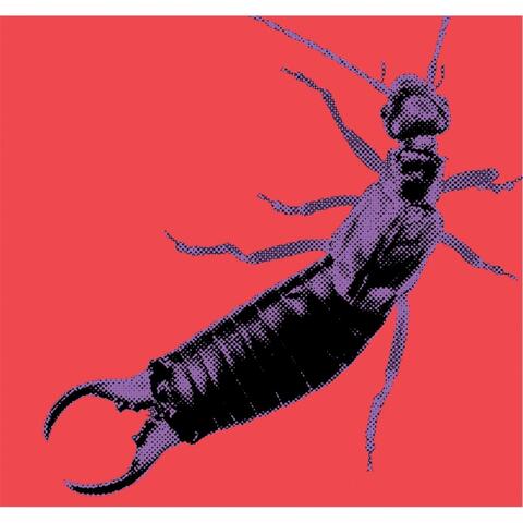 Earwig