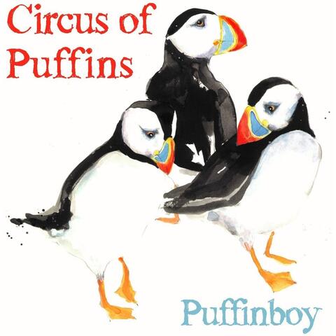 Circus of Puffins