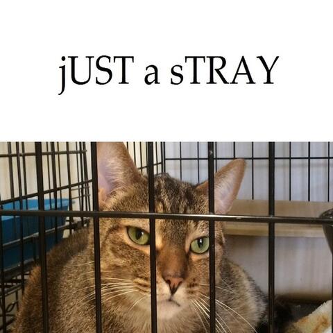 Just a Stray