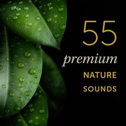 Forest Stream With Cascades: Various Spring Water Flow Streams for Mental Wellbeing