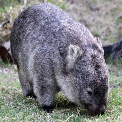 Wally, The Wandering Wombat (A Story with Music)
