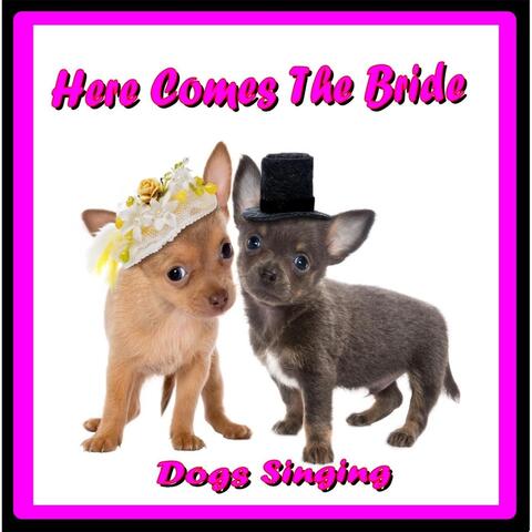 Here Comes the Bride (Dogs Singing)