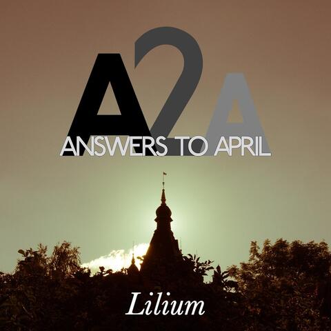 Lilium