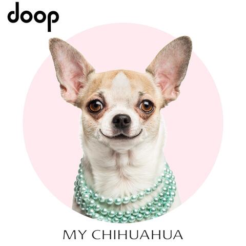 My Chihuahua