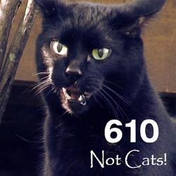 Not Cats!