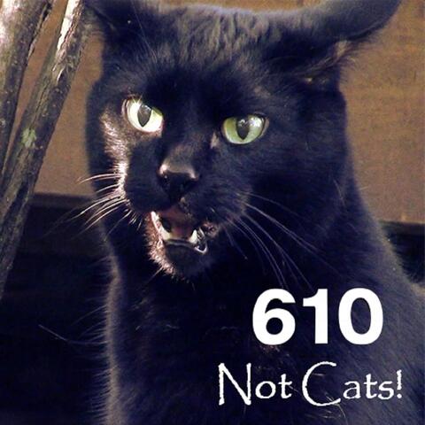 Not Cats!