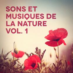 Variations sur un thème de Mozart